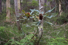 Banksia robur