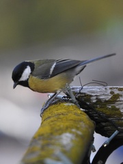 Parus major