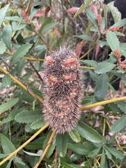 Banksia paludosa
