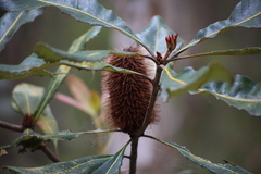 Banksia robur