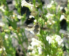 Bombylius major