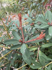 Banksia paludosa