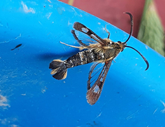 Pyropteron doryliformis