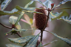Banksia robur