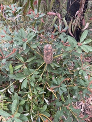 Banksia paludosa