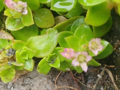 Crassula pellucida