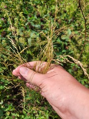 Poa palustris