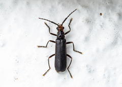 Silinae