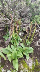 Habenaria tridactylites