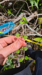 Nertera dichondrifolia