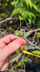 Nertera dichondrifolia