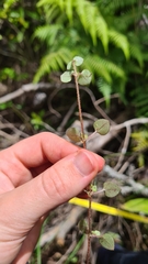 Nertera dichondrifolia