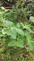 Hypericum grandifolium