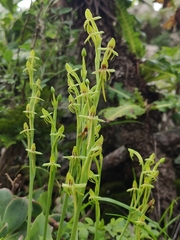 Habenaria tridactylites