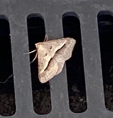 Isturgia penthearia