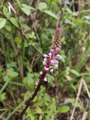 Scilla haemorrhoidalis