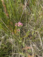 Centaurium