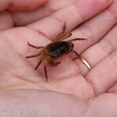 Geothelphusa dehaani