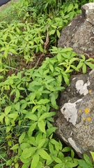 Dracunculus canariensis