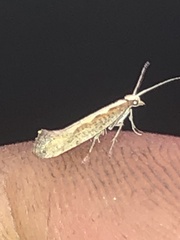 Plutella xylostella-australiana