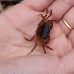 Geothelphusa dehaani