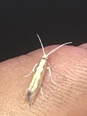 Plutella xylostella-australiana