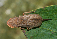 Ledromorpha planirostris