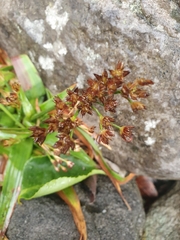 Juncus lomatophyllus