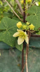 Bryonia verrucosa