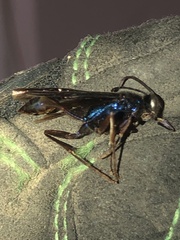 Chlorion aerarium
