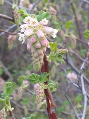 Ribes malvaceum