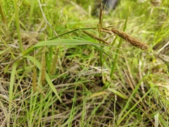 Carex paleacea