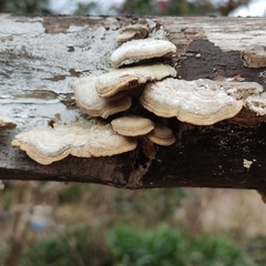 Fungi