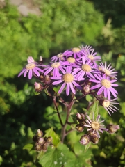 Pericallis echinata