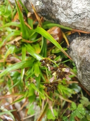 Juncus lomatophyllus