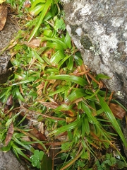 Juncus lomatophyllus