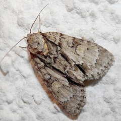 Acronicta strigosa