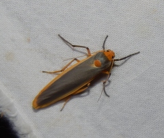 Sozusa scutellata