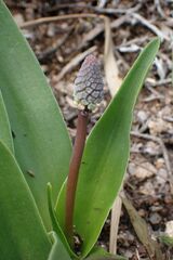 Ledebouria asperifolia