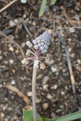 Ledebouria asperifolia