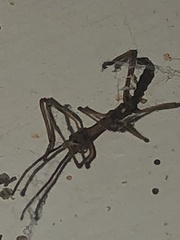 Anisomorpha buprestoides