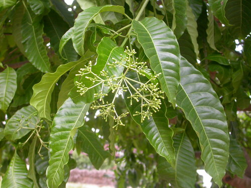 poison devil's-pepper