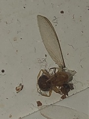 Coptotermes formosanus