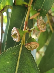 Eucalyptus rudis