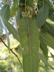 Eucalyptus rudis
