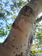 Eucalyptus rudis