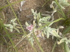 Helichrysum candolleanum