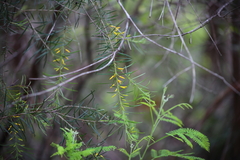 Persoonia virgata