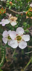 Leptospermum squarrosum