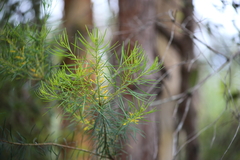 Persoonia virgata